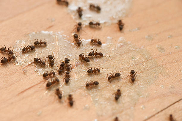Best Cockroach Control Services  in Highland Park, NJ